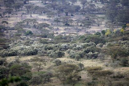 Paisaje del parque Nakuru que según la UNESCO se ve amenazado por el crecimiento de la población en zonas cercanas.