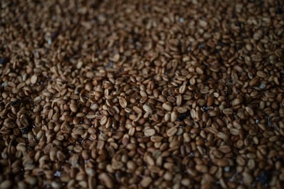 Coffee beans during the drying process.