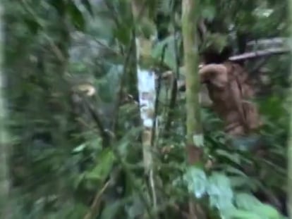 El indio del agujero corta un árbol con un hacha, en un fotograma de un video realizado durante un monitoreo de la Fundación Nacional del Indio (Funai), en 2018.