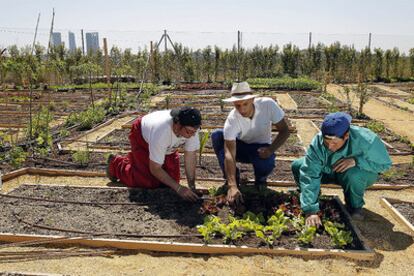 Pablo Prieto, perito agrícola, y dos empleados de la Fundación Carmen Pardo-Valcarce trabajan en los huertos de Montecarmelo.