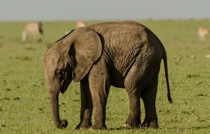 La pequeña Roi quedó abatida tras despedirse de su madre. Y lo peor es que su supervivencia estaba en serio riesgo. El resto de la manada protegía a la cría, pero las otras madres se negaban a que la pequeña mamara de su leche. Además, el grupo estaba, lógicamente, muy alterado por el ataque y huía del lugar camino a Tanzania, lo que impediría a los grupos conservacionistas de la zona atender en condiciones las necesidades de una cría sin el alimento fundamental de la leche materna.

La matriarca de la manada cuidaba con todas las atenciones a la huérfana, pero rechazaba sus intentos de mamar por temor a privar de leche a su propia cría.