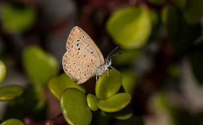 La azul de hierba africana ('Zizeeria knysna') es una mariposa originaria del norte de África que ha prosperado en el sur de España desde el siglo pasado. En lo que va de este se la empieza a ver ya en el centro y norte de la península. Está entre las ganadoras del cambio climático.