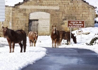 Unos caballos buscan alimento en el puerto de la Matalena, entre Burgos y Cantabria.