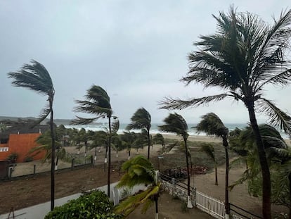 Las palmeras se agitan en los vientos huracanados de Agatha.