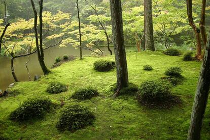 Ejemplo de la técnica del 'shakkei', en el templo zen Saihoji-Kokedera de Kioto.