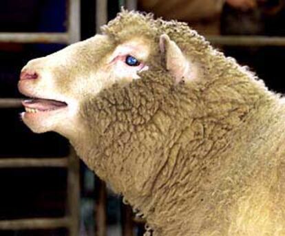 La oveja <i>Dolly</i>, ayer en el Instituto Roslin de Edimburgo.