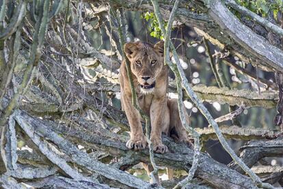 El Parque Nacional de la Reina Isabel ha abierto un debate sobre la gestión de estos espacios. Las presas de los leones escasean porque no existen programas serios para terminar con las plantas invasoras y el hábitat de los herbívoros está deteriorado. Esto lleva a los leones hambrientos a atacar los rebaños de los pastores a menudo. Y estos responden en ocasiones matándolos y envenenándolos.