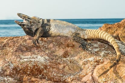 Iguana de San Pedro Nolasco.