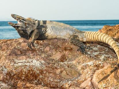 Iguana de San Pedro Nolasco.