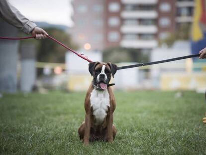 Una pareja tira de sendas correas de un perro de raza boxer.