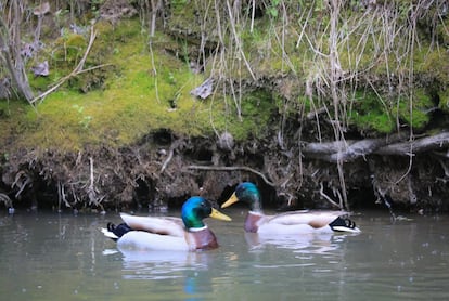 Dos azulones nadando en el río Manzanares en su tramo de el Pardo. Se adaptan muy bien y viven en casi todos los sitios donde haya agua. Nadan en lagos, estanques, aguas interiores e incluso en pequeñas trincheras y charcos en bosques y prados. Se adaptaron a la gente y ahora también habitan en las ciudades. No les gusta el agua con mucha corriente y los espacios abiertos debido a la falta de espacios adecuados para nidificar. Los depredadores del ánade real son los zorros, los mapaches, las aves rapaces, las ratas, las martas y las garduñas. Estos habitualmente atacan el nido, ya que se encuentra en sitios accesibles desde tierra, por eso hay una mortalidad muy grande de las hembras.