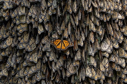 Una de las fotos galardonadas con el World Press Photo. En la Reserva de la Biosfera de la Mariposa Monarca en Michoacán (México), un ejemplar recién llegado estira las alas mientras maniobra para hacerse un hueco entre los demás para pasar la noche.
