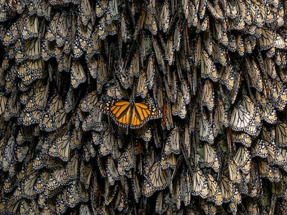 Una de las fotos galardonadas con el World Press Photo. En la Reserva de la Biosfera de la Mariposa Monarca en Michoacán (México), un ejemplar recién llegado estira las alas mientras maniobra para hacerse un hueco entre los demás para pasar la noche.