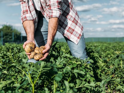 Un agricultor recolecta patatas de su cosecha.