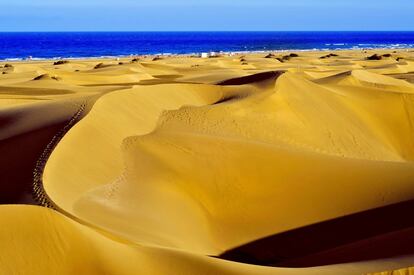 La punta sur de Gran Canaria es amarilla, como las 403 hectáreas de fina arena que conforman el parque de dunas móviles de Maspalomas. Se pueden contemplar desde el mirador de las Dunas (accesible en coche por la avenida de Tirajana) y recorrerlas después –las más altas alcanzan los 12 metros– hasta llegar al mar.