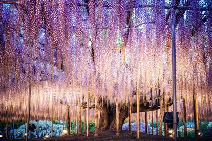 La belleza de este ejemplar de glicina es única. Con 150 años de edad, es la estrella del <a href="https://www.ashikaga.co.jp/english/index.html" target="">parque de Flores Ashikaga</a>, en la ciudad japonesa de Tochigi. Sus pétalos lilas florecen entre abril y mayo, el mejor momento para admirarlo.