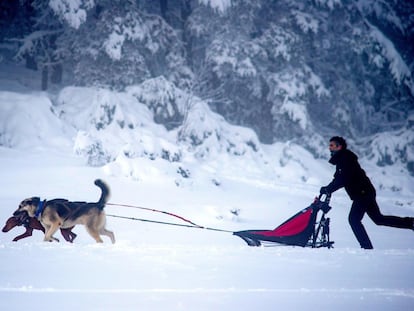 Un hombre se desliza en trineo tirado por dos perros sobre la nieve en Cabeza de Manzaneda (Ourense)