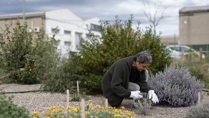 Berta Tasias, directora del Instituto Les Garberes de Jardinería y Agricultura, trabaja entre las plantas.