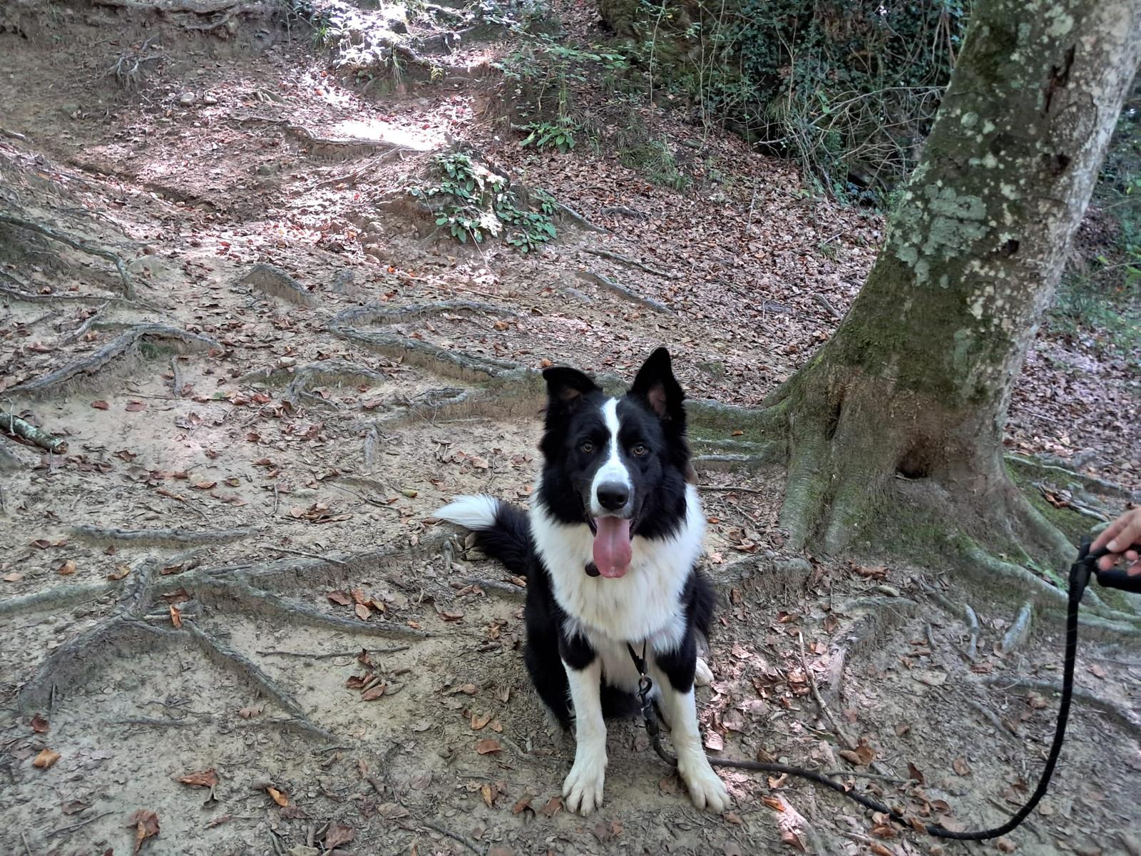 La desaparición de ‘Lucky’, el perro que molestaba a un Policía Local de Banyoles