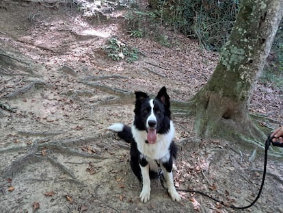 Una imagen del perro Lucky, en una fotografía cedida por sus dueños.