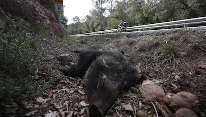 Un senglar mort a una carretera de Rellinars (Barcelona), el 2016.