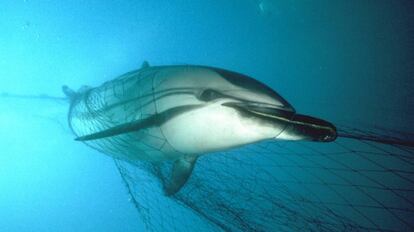 Un delfín, atrapado en una red de pesca.