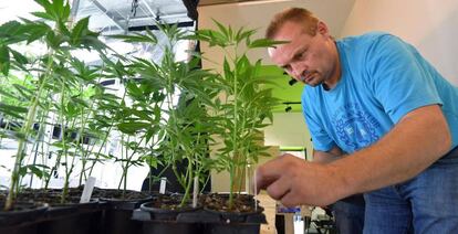 Un empleado cuida una planta de cannabis en la primera tienda italiana dedicada a la venta de esquejes.