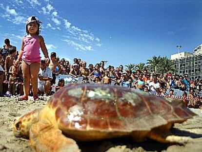 Una de las tortugas devueltas al mar ayer en Alicante.