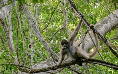 Mono Araña 'Ateles hibrydus' es una especie en peligro de extinción. 