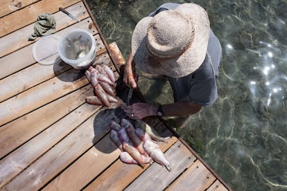 Pescadores y vecinos de Es Grau (Menorca) limpian las capturas de raor en los muelles tras el primer día de pesca el 1 de septiembre.