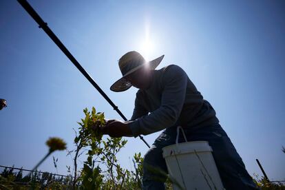 Camilo Martin picks blueberries at the Coopertiva Tierra y Libertad farm Friday, July 7, 2023