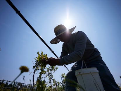 Camilo Martin picks blueberries at the Coopertiva Tierra y Libertad farm Friday, July 7, 2023