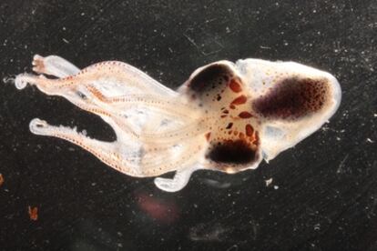 Una larva (unos tres centímetros de longitud) de  cefalópodo capturado en la superficie del océano abierto.