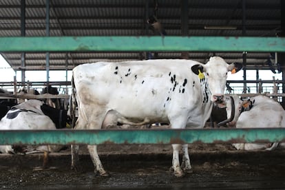 Una explotación de vacas lecheras en Talavera de la Reina (Toledo), el pasado marzo.