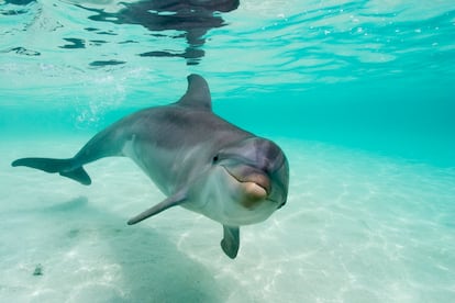 A bottlenose dolphin in the Caribbean Sea near the island of Roatan, Honduras.  