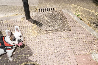 Un perro en la colonia Benéfica Belén.