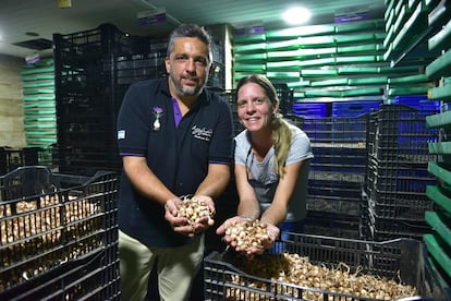 Federico Paak junto a su esposa Ivana Amaya con bulbos de azafrán, en la bóveda donde se almacenan casi cinco millones de cormos.