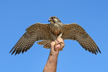 Un halcón peregrino en Van (Turquía).
