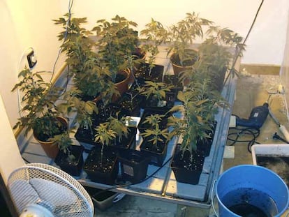 Plantas de marihuana en la terraza de una casa.