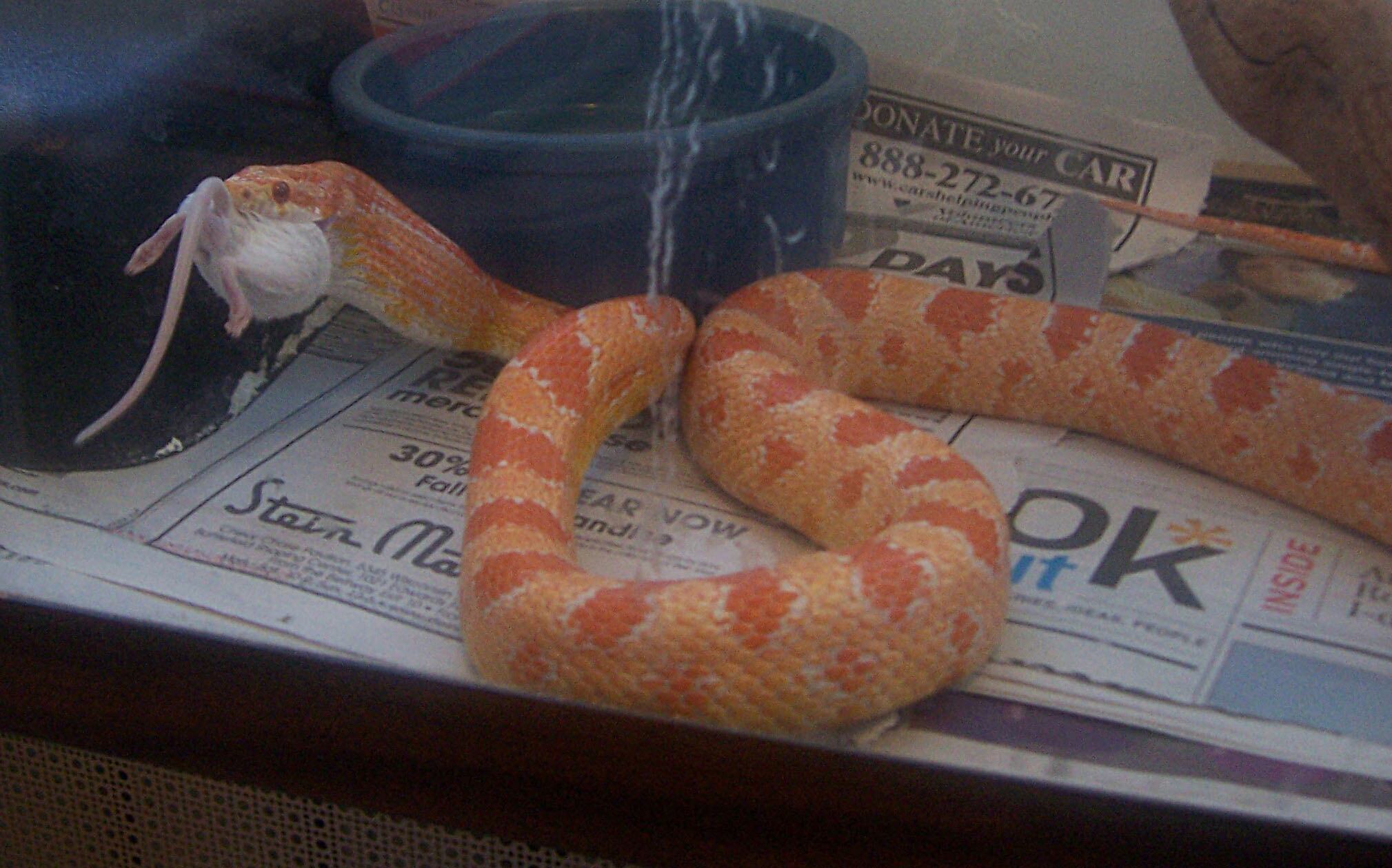 Culebra del maíz (Elaphe Guttata) comiéndose un ratón.