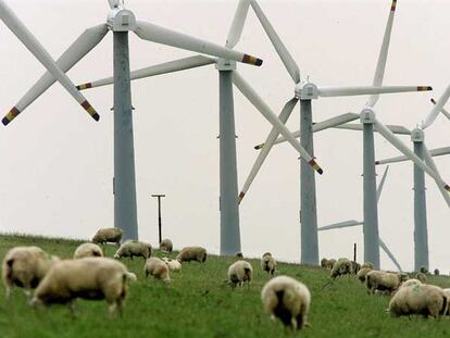 Un rebaño de ovejas pasta junto a varios aerogeneradores en la localidad de Klanxbuell (norte de Alemania).