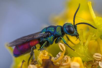 Avispa cuco (Chrysididae). Su nombre viene dado por ser cleptoparásita, poniendo sus huevos en los nidos de otras especies, donde la larva mata a su huésped y se nutre del alimento almacenado. Madrid, España.