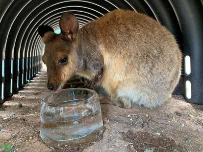 Un canguro del zoo de Adelaida bebe de un cuenco hecho de hielo el pasado 24 de enero, durante la ola de calor. 