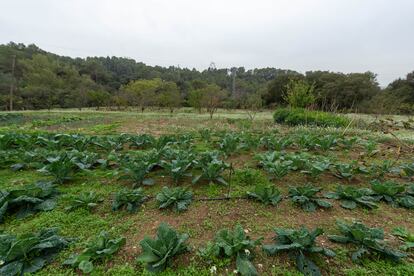 Un dels objectius del pla d’alimentació sostenible és contribuir a donar continuïtat a l’explotació agrícola dels entorns metropolitans.