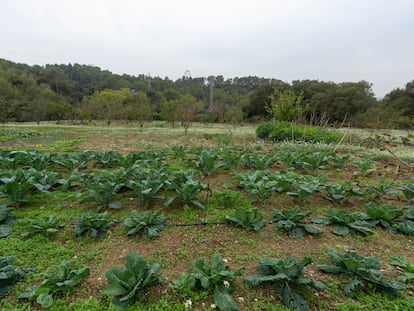 Un dels objectius del pla d’alimentació sostenible és contribuir a donar continuïtat a l’explotació agrícola dels entorns metropolitans.