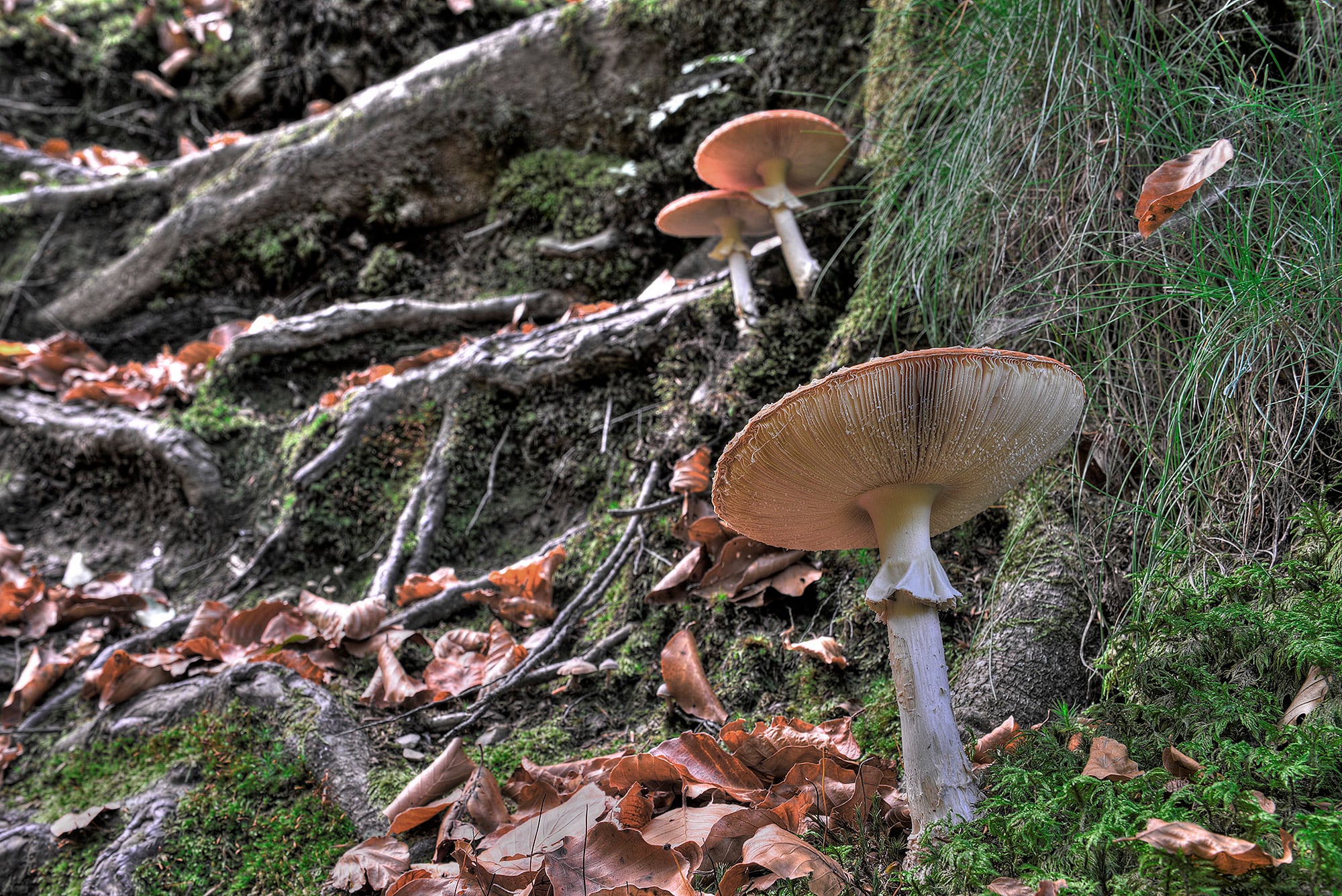 El plan perfecto para escapar al monte en otoño (y volver con un tesoro en la cesta)