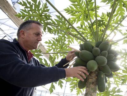 Hormaza examina los frutos de una planta en La Mayora.
