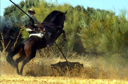 A member of the Pigsticking International Club spears a wild boar.