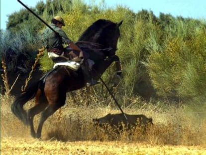 A member of the Pigsticking International Club spears a wild boar.