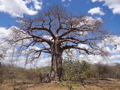 Um exemplar de baobá em Musina, África do Sul.